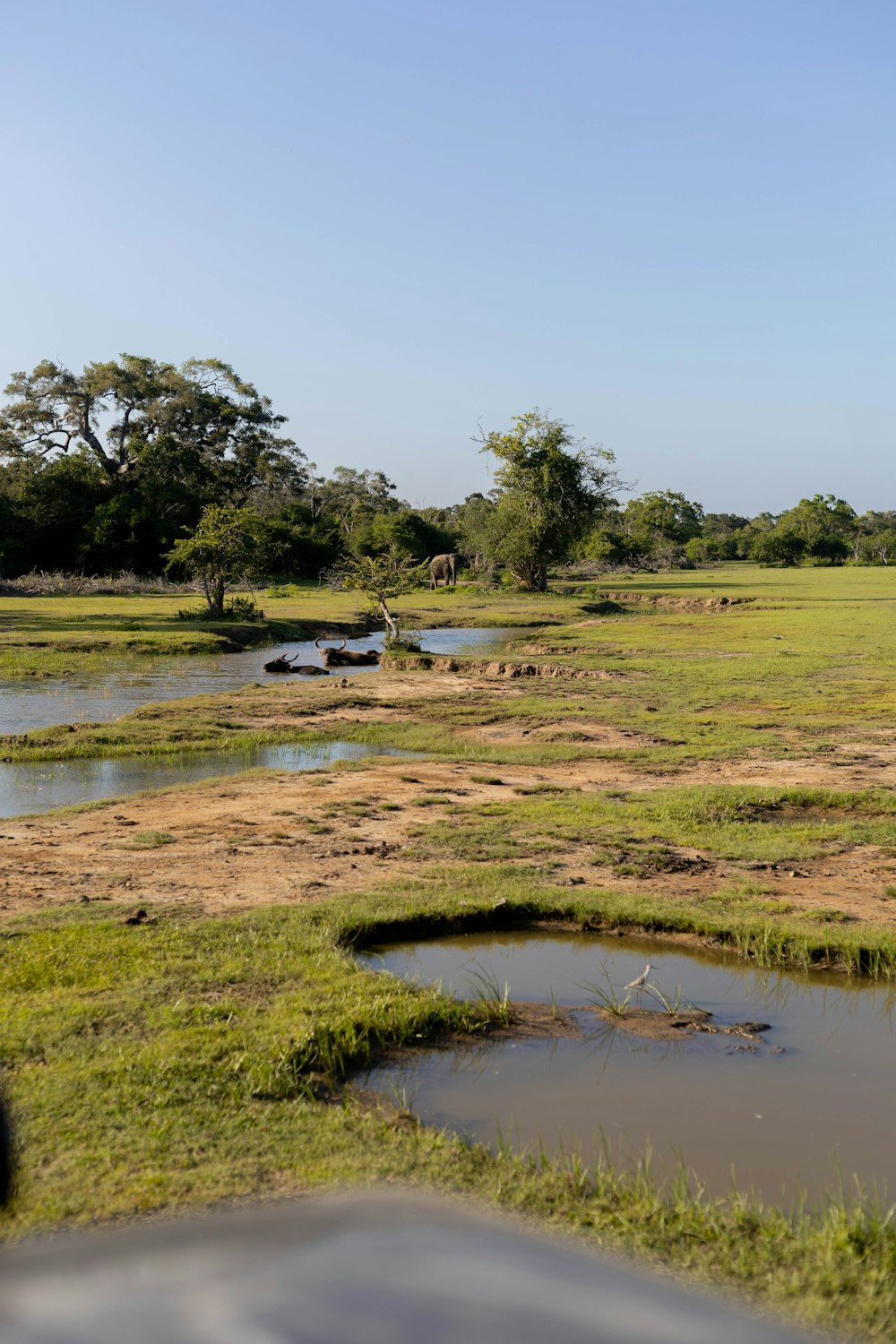 a herd of giraffe standing on top of a lush green field