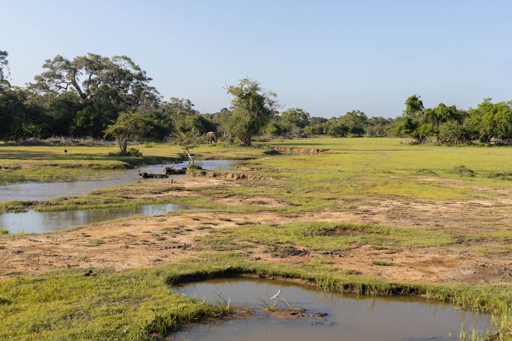 a grassy field with water and trees in the background