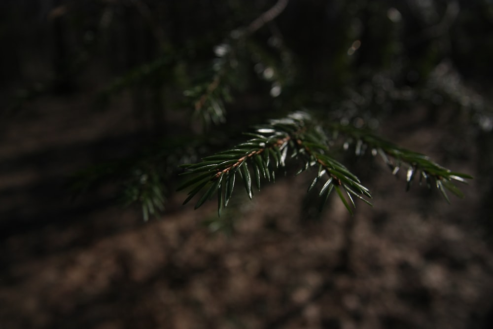 a close up of a pine tree branch