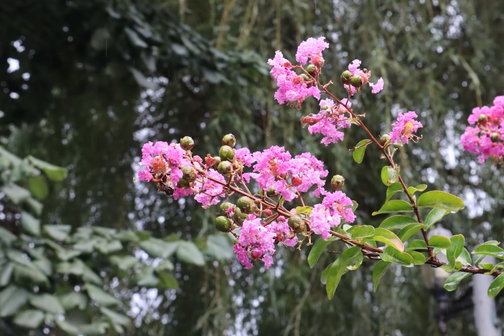 a tree with pink flowers and green leaves