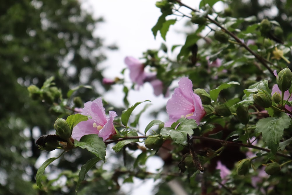 a pink flower is blooming on a tree branch