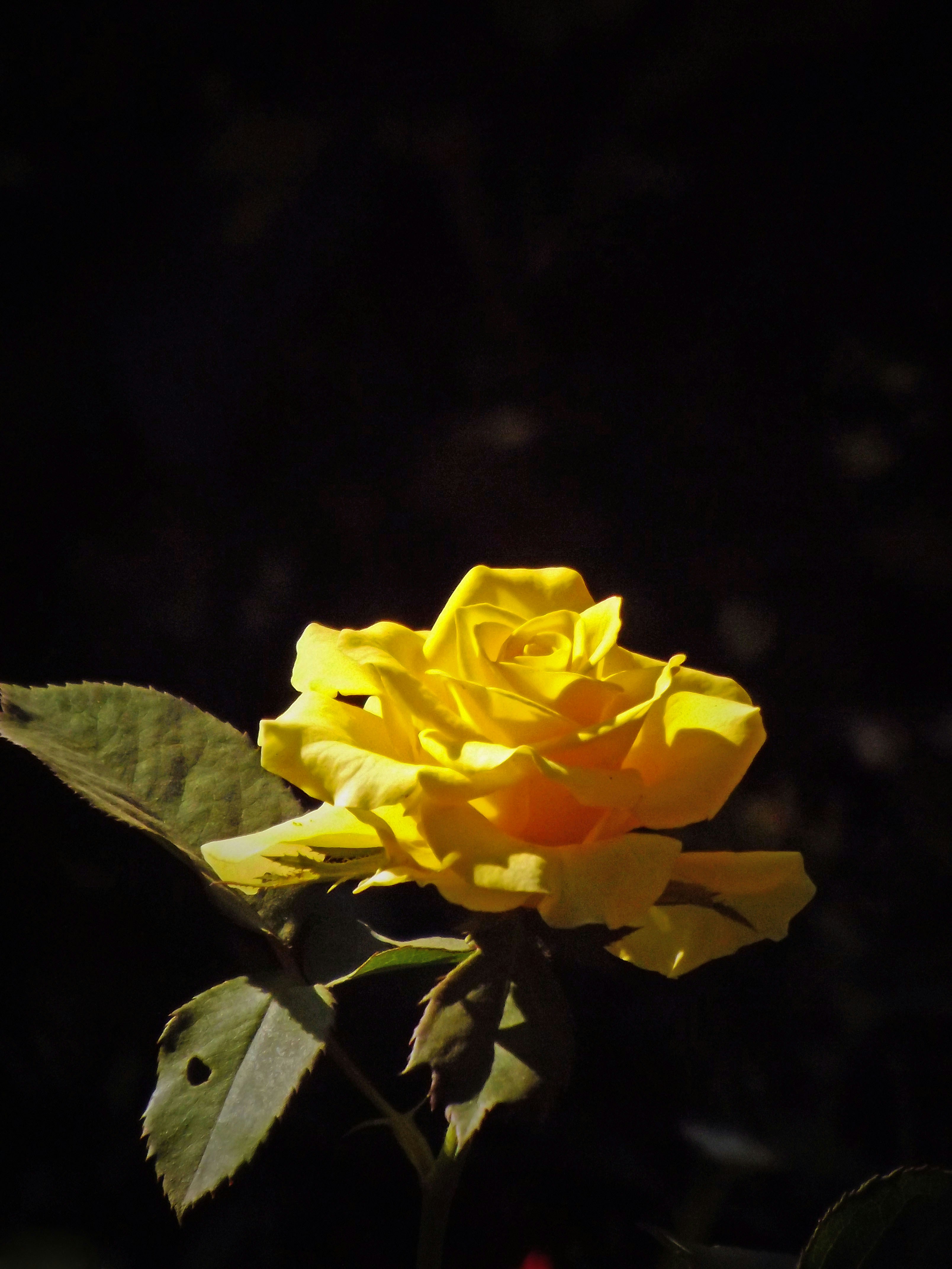 Photo by troyeemitra