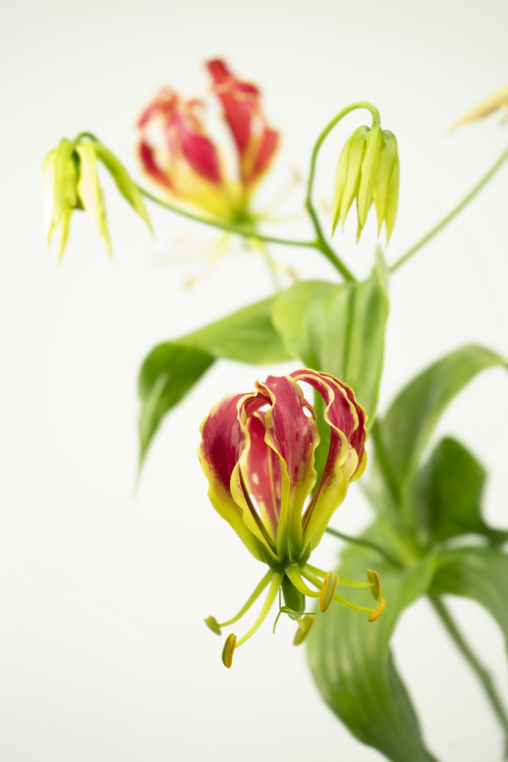 a close up of a flower with a white background