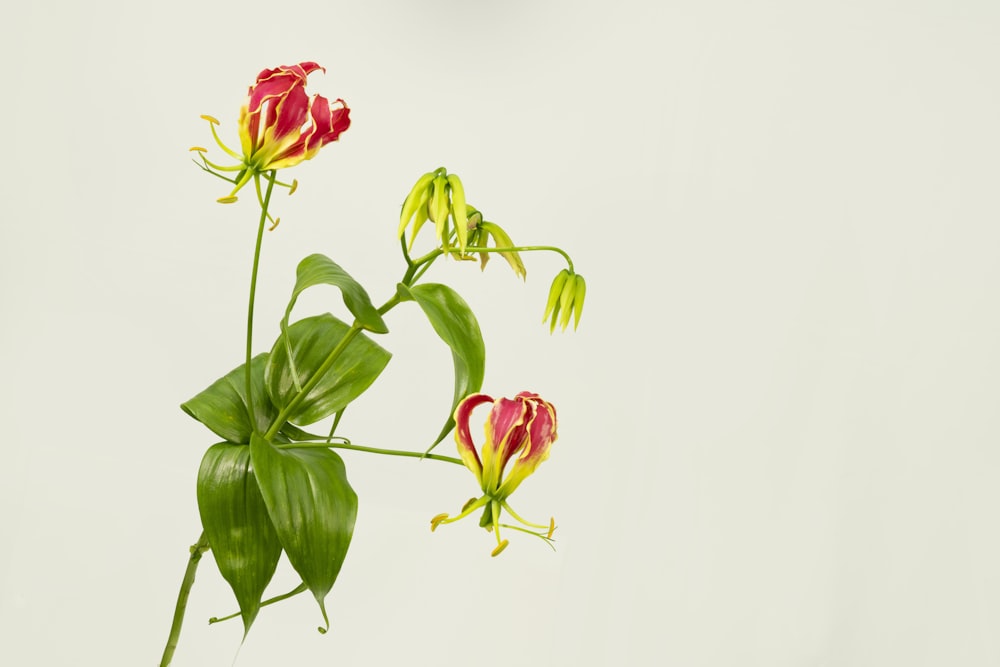 Una planta con flores rojas y amarillas en un jarrón