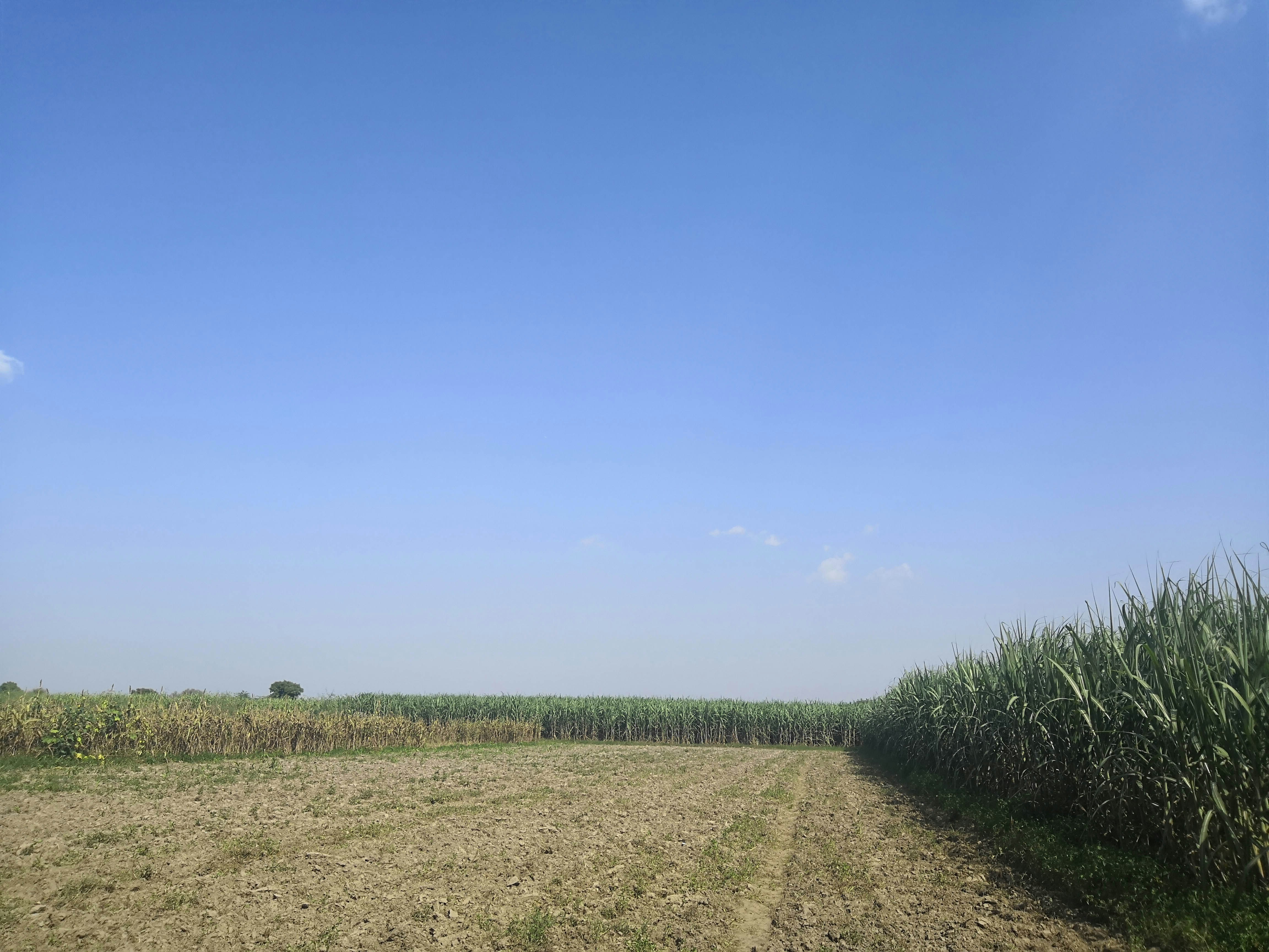 Fresh Farm Products from Unania