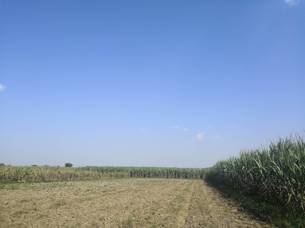 A vast agricultural field stretches out under a clear blue sky. The field is divided into sections, with what appears to be a dirt path running through the middle. On one side, rows of green crops, possibly sugarcane or corn, grow densely. The horizon is flat, with a few small trees in the distance.