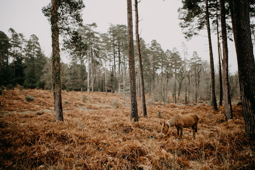 a deer standing in the middle of a forest