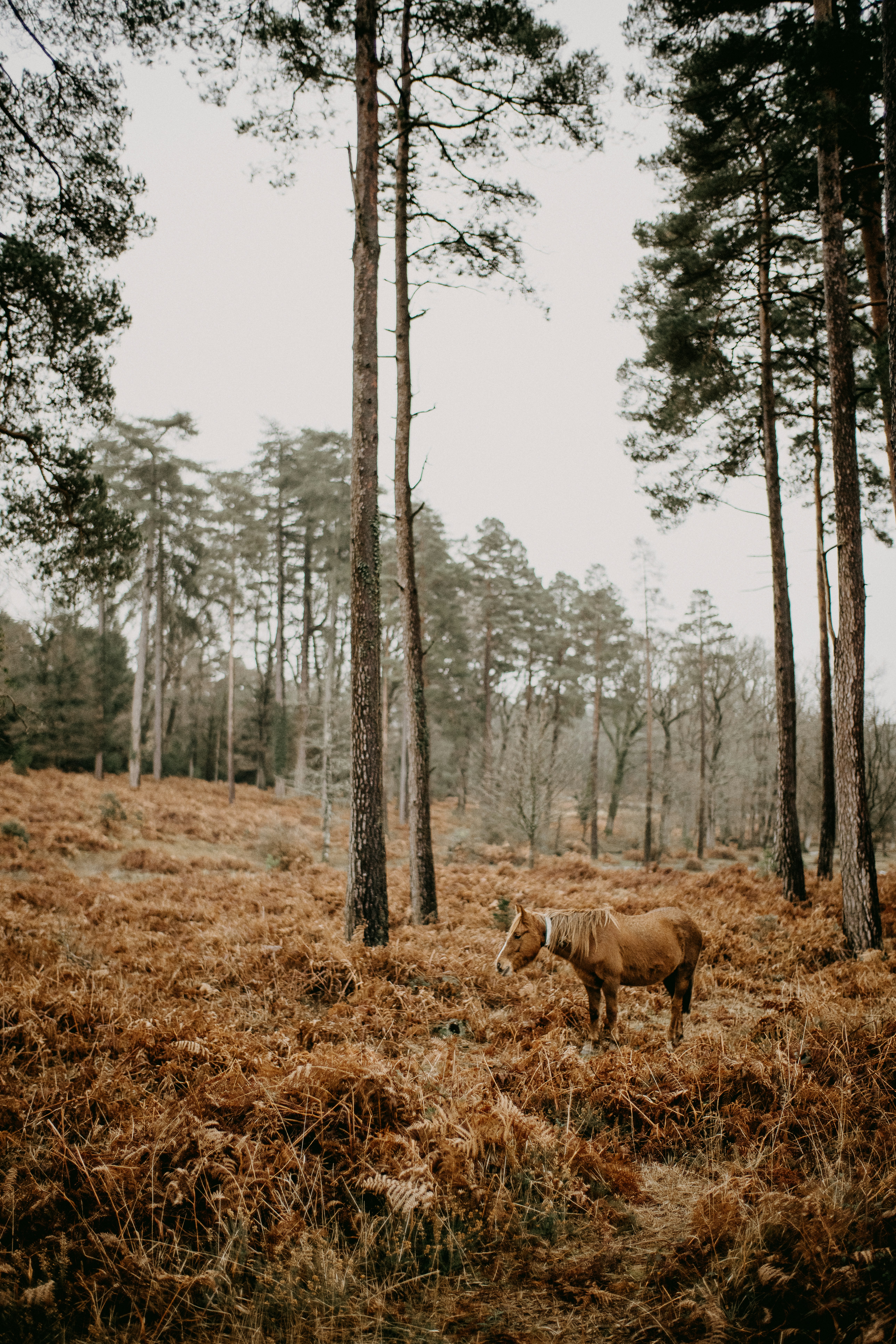 The Orphan Who Conquered Half the World Before Turning 30