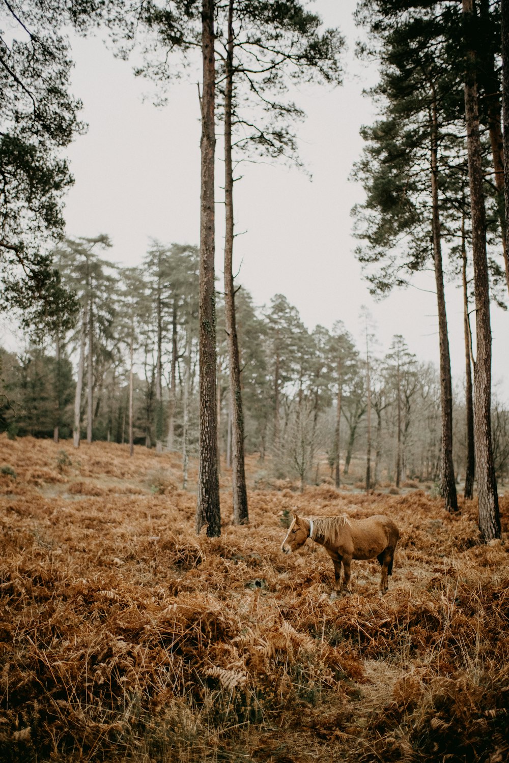 a cow standing in the middle of a forest