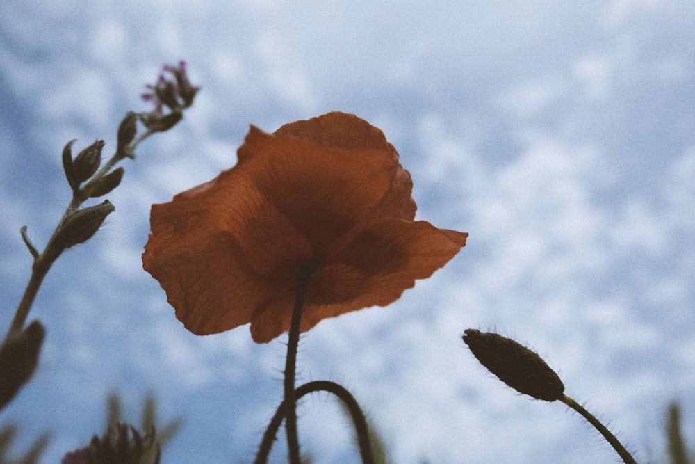 a single orange flower with a blue sky in the background