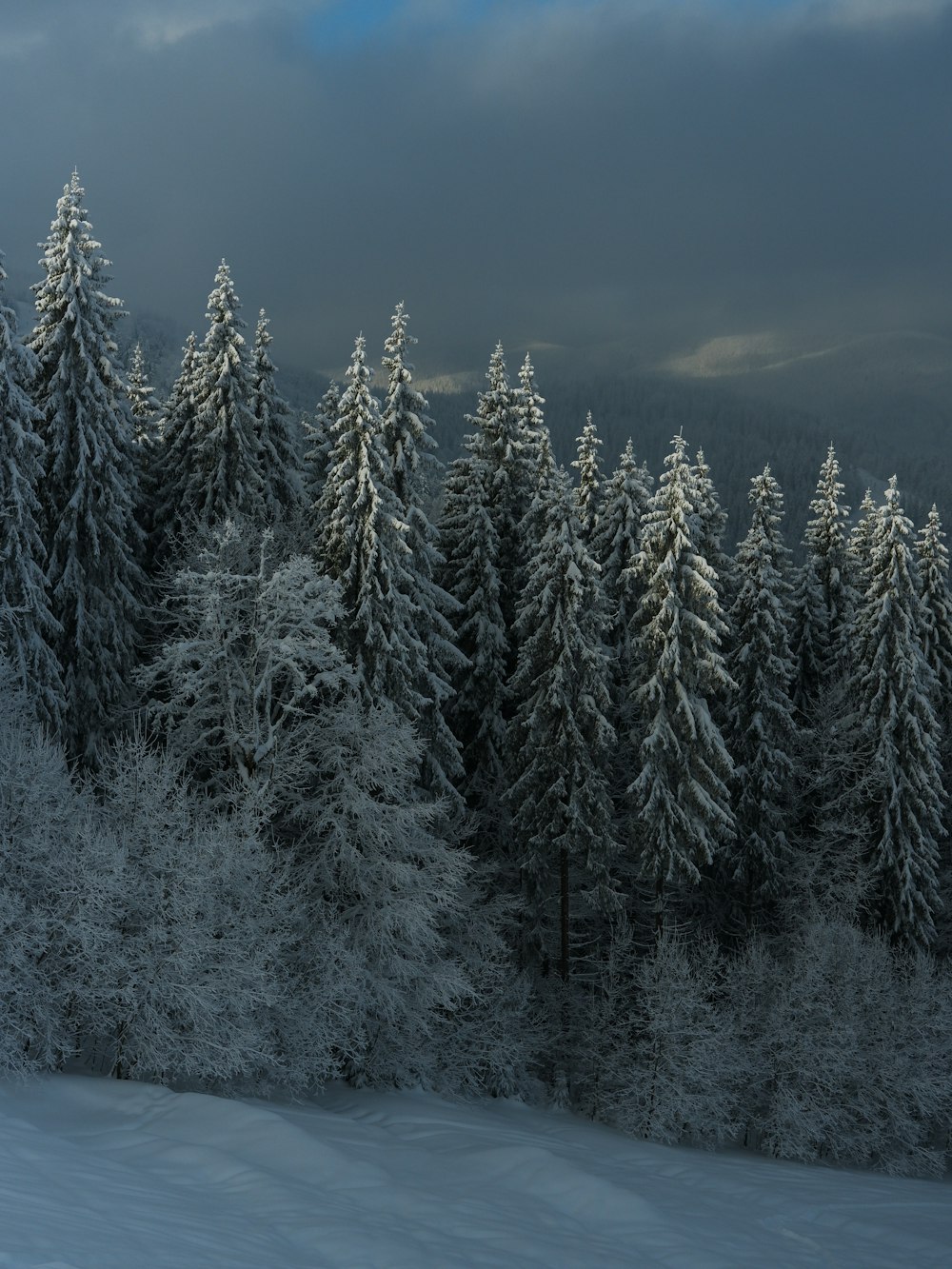 a snow covered forest filled with trees under a cloudy sky