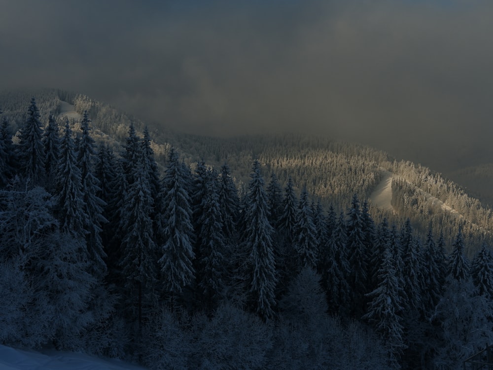 a snow covered forest with a ski slope in the distance