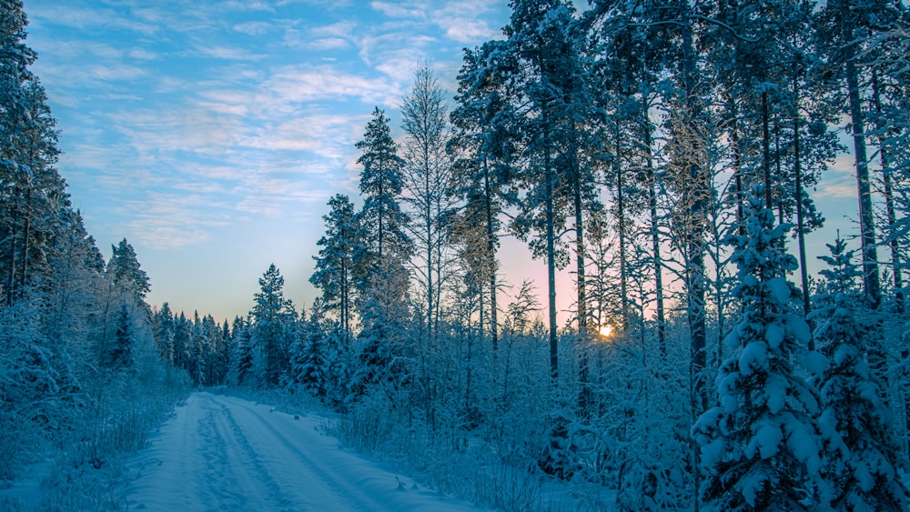 a snow covered road in the middle of a forest