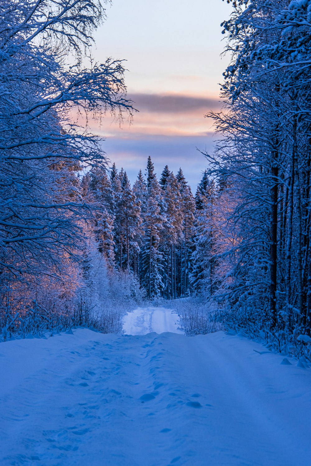 a snow covered road in the middle of a forest