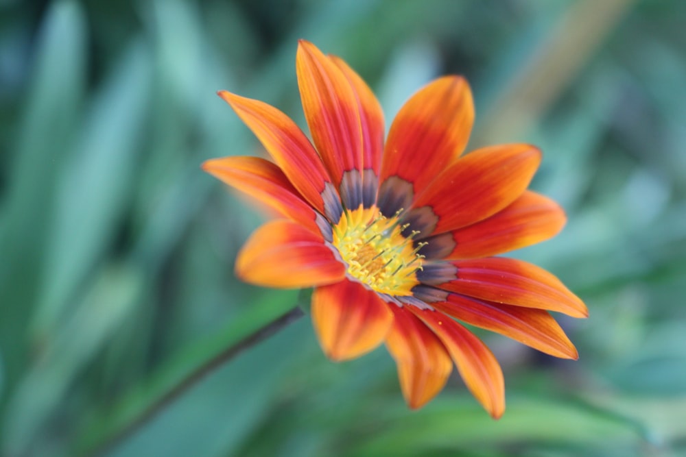 an orange and yellow flower with green leaves in the background