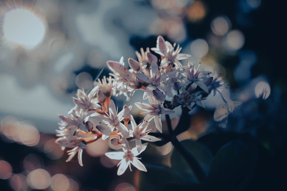 a close up of a flower with blurry lights in the background