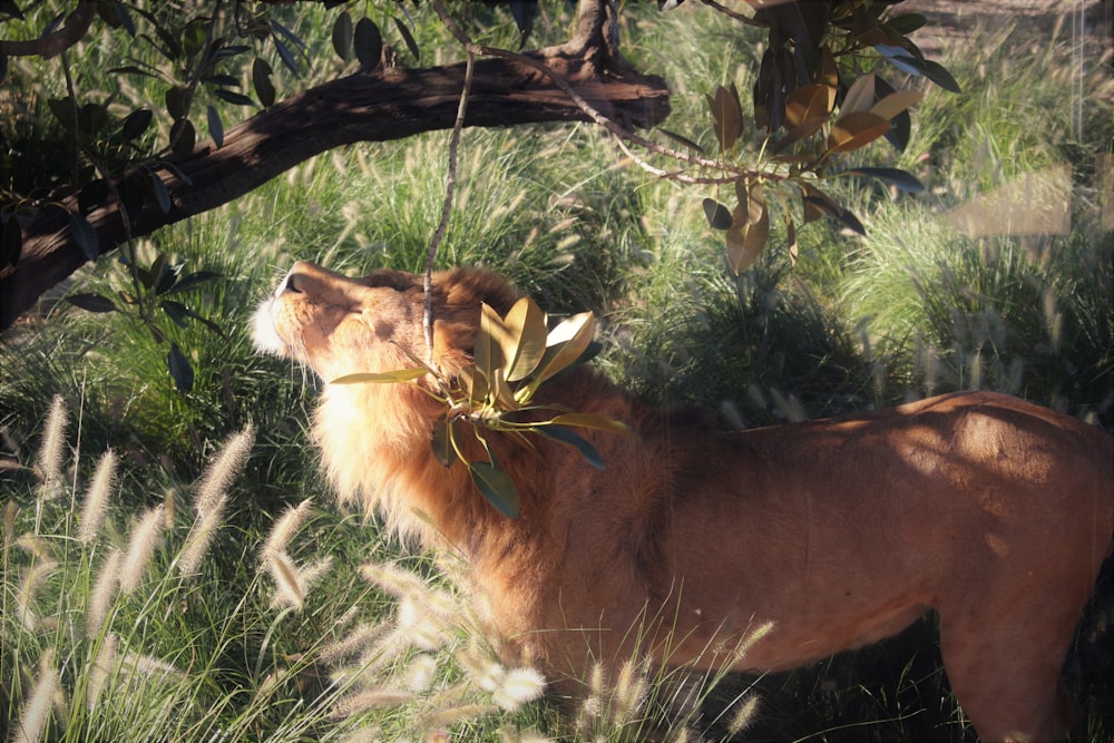 a small animal standing in a grassy field