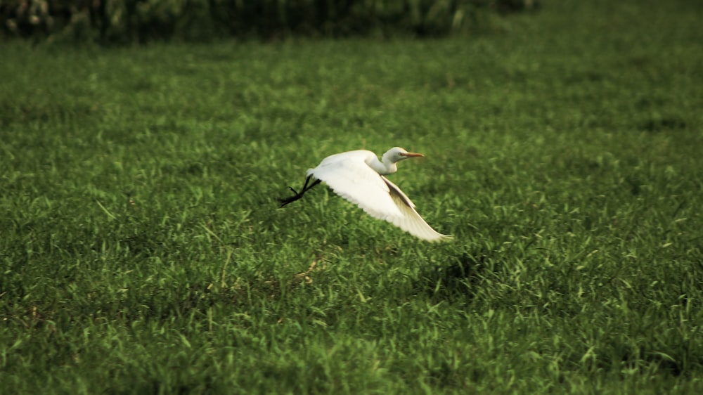 a white bird flying over a lush green field