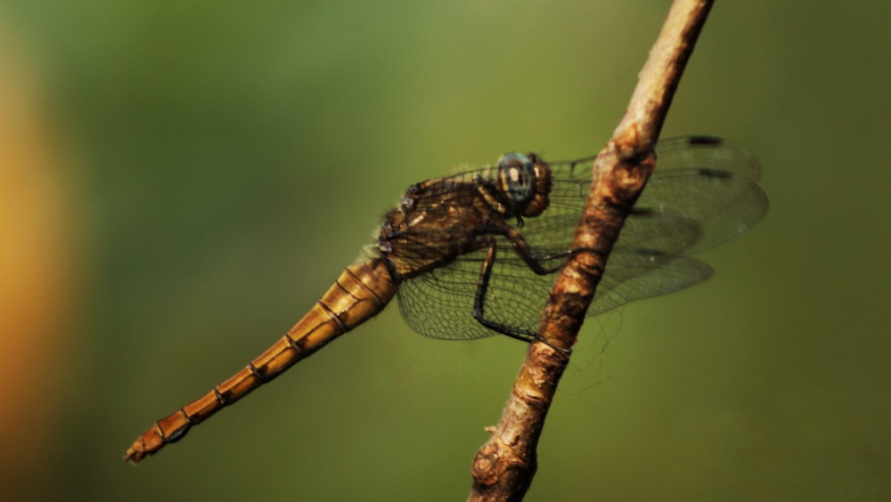 a close up of a dragonfly on a twig