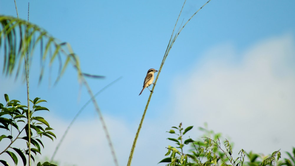 a small bird perched on top of a green plant