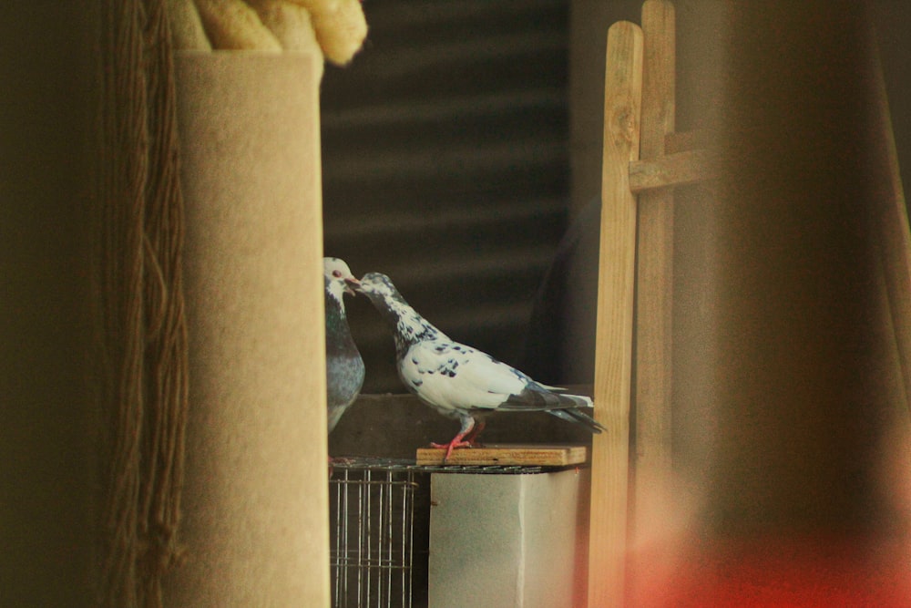 a pigeon sitting on top of a table next to a window