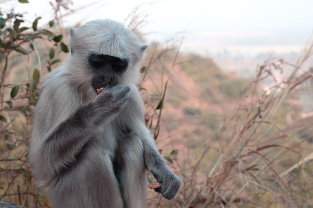 a monkey sitting on top of a rock eating something