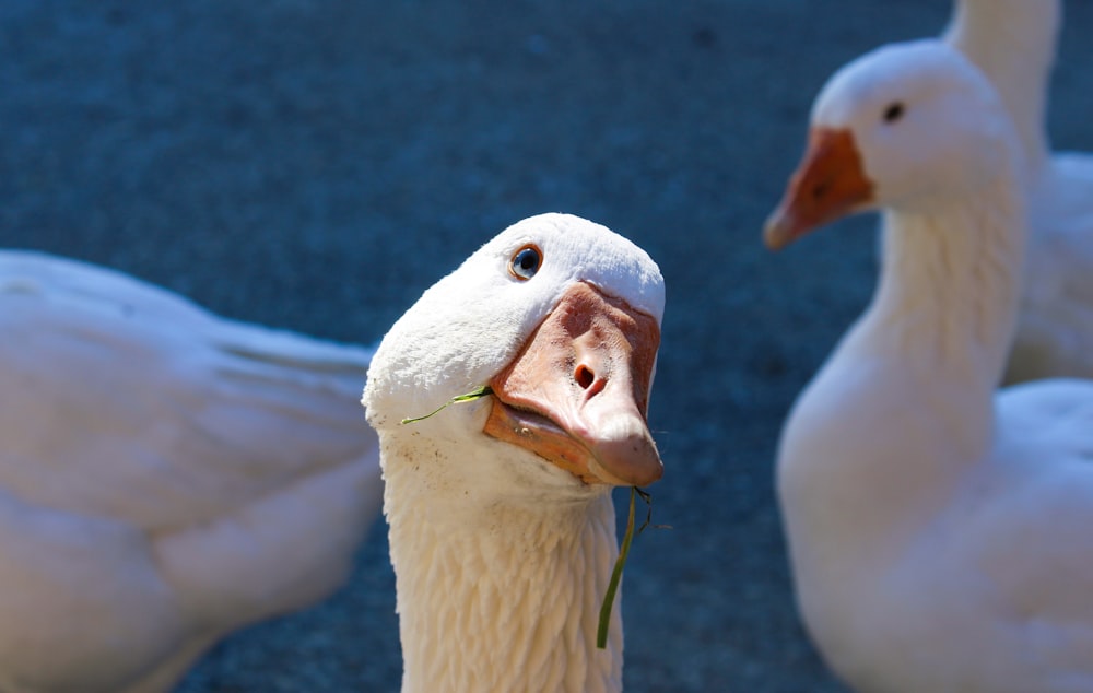 a close up of two ducks near one another