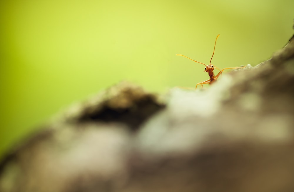 um close up de um bug em um galho de árvore