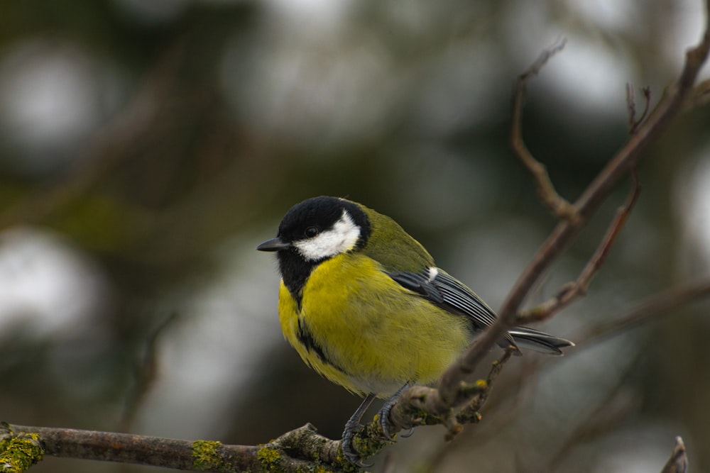 a small yellow and black bird perched on a branch