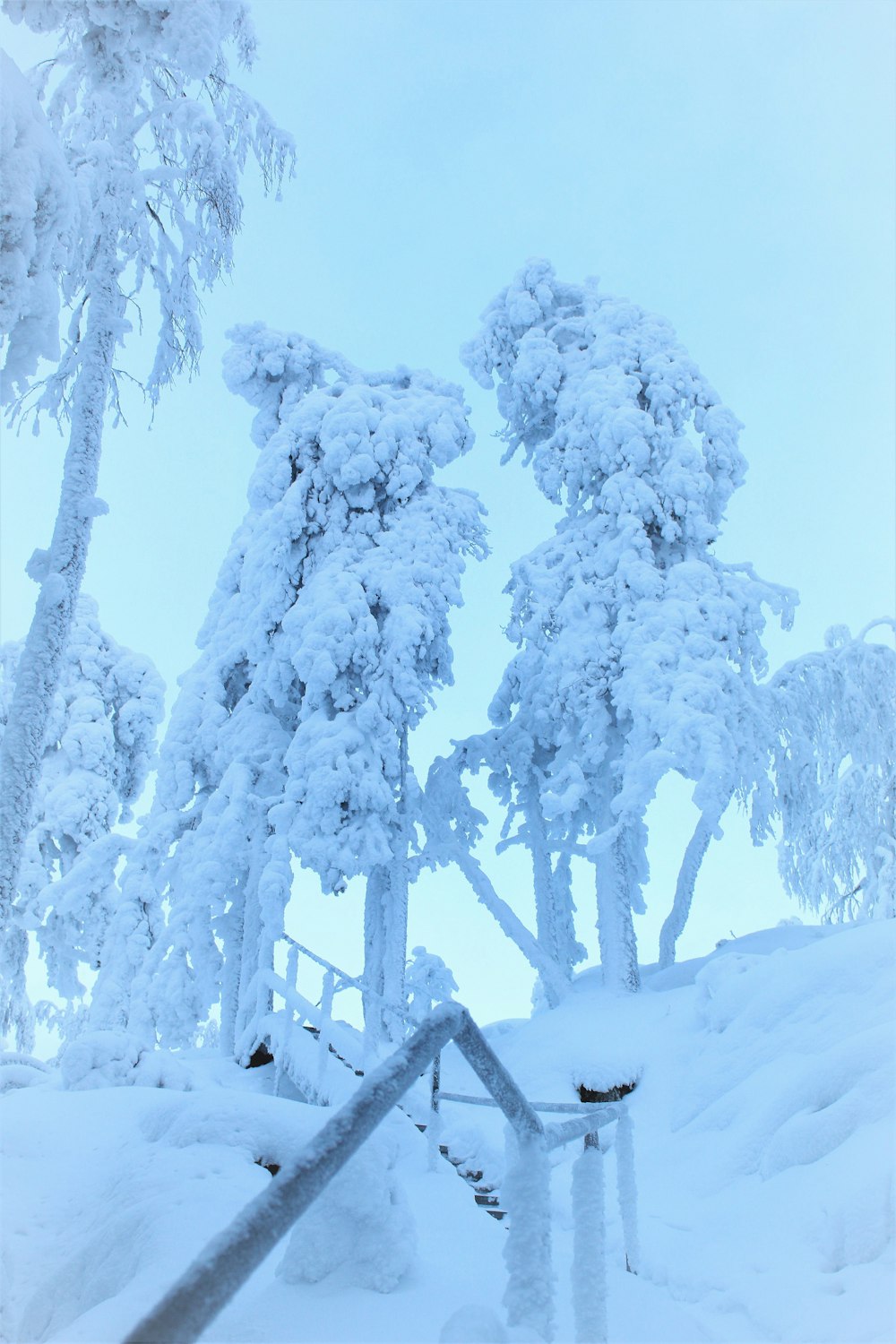 ein schneebedeckter Wald mit Zaun und schneebedeckten Bäumen