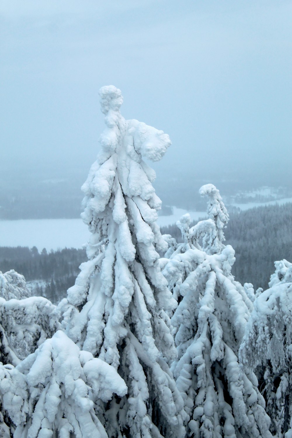a snow covered pine tree with a lake in the background