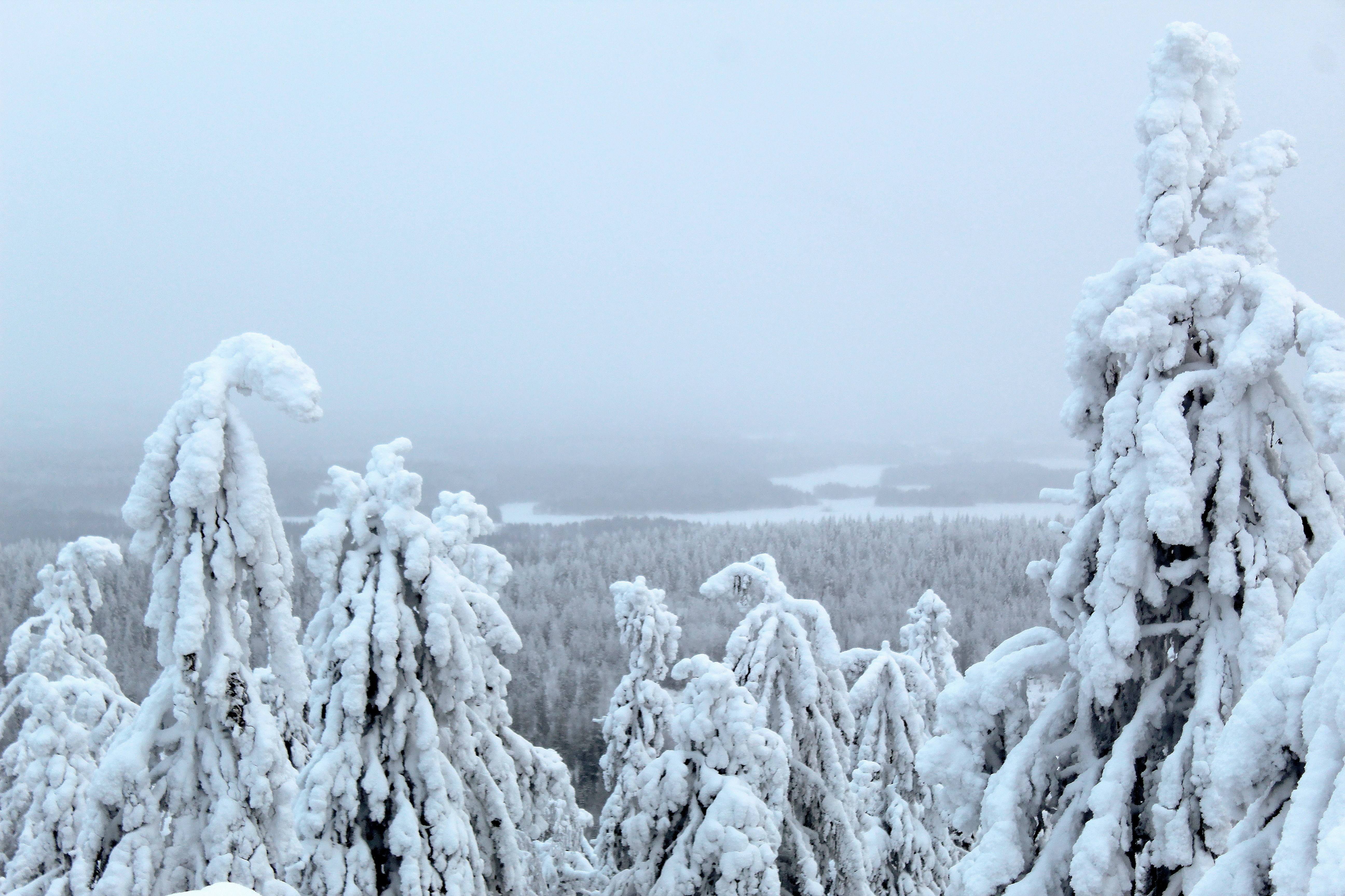 Photo by polarmermaid