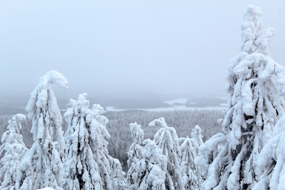 a snow covered forest with lots of trees covered in snow