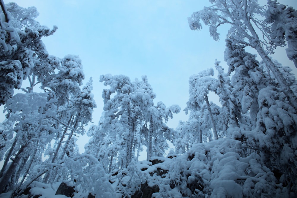 a group of trees that are covered in snow