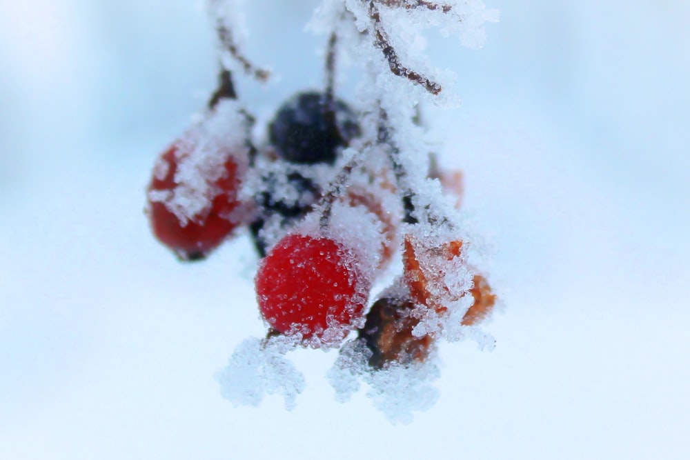 berries are covered in snow on a branch