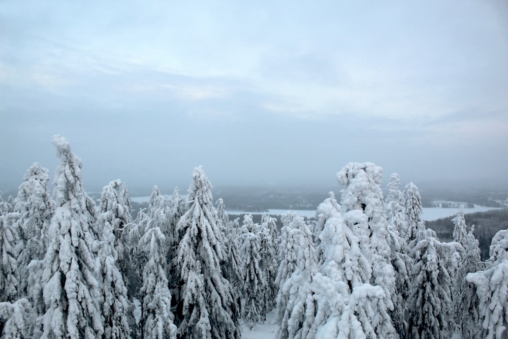 a view of a snowy forest from a hill