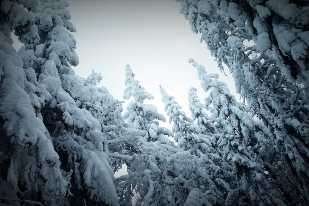 a group of snow covered trees in a forest