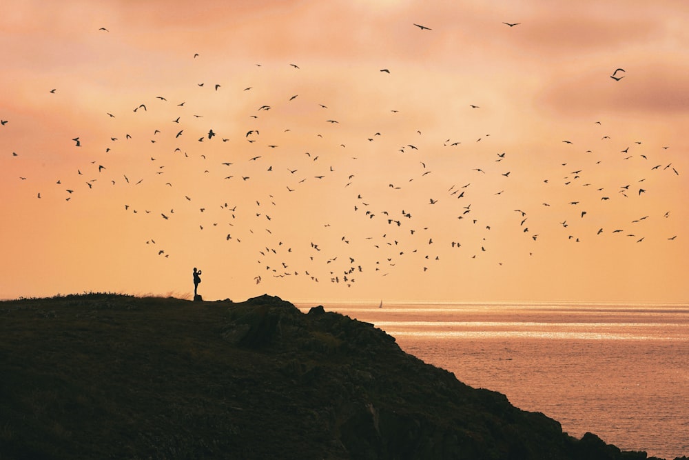 a flock of birds flying over a body of water