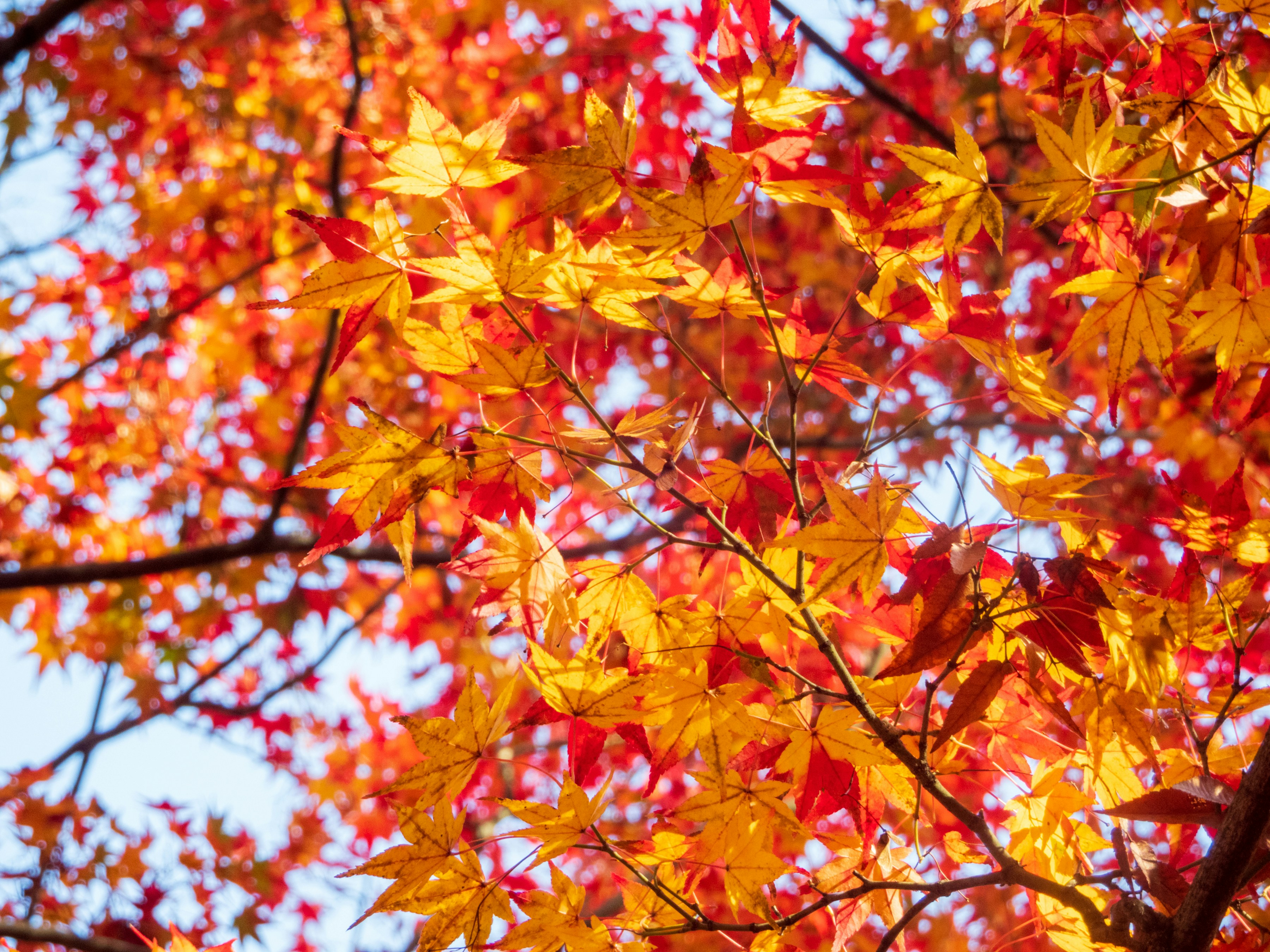 Photo by heppoko_yama