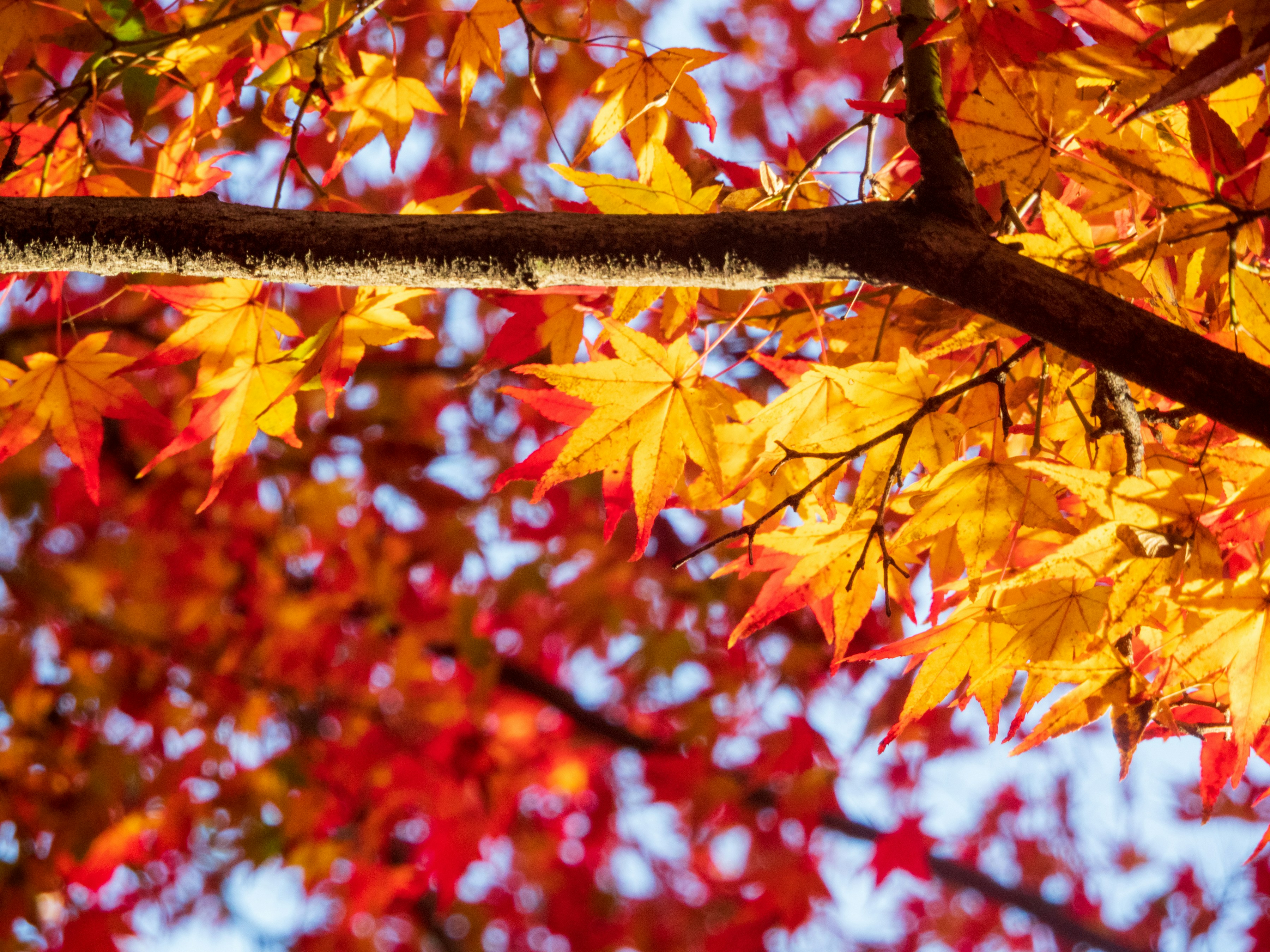 Photo by heppoko_yama