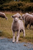 A close-up view of a young lamb standing in a grassy field, surrounded by other sheep grazing in the background. The lamb has a soft, puffy coat and is looking directly at the camera with a curious expression.