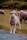 A close-up view of a young lamb standing in a grassy field, surrounded by other sheep grazing in the background. The lamb has a soft, puffy coat and is looking directly at the camera with a curious expression.