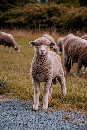 A close-up view of a young lamb standing in a grassy field, surrounded by other sheep grazing in the background. The lamb has a soft, puffy coat and is looking directly at the camera with a curious expression.