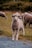 A close-up view of a young lamb standing in a grassy field, surrounded by other sheep grazing in the background. The lamb has a soft, puffy coat and is looking directly at the camera with a curious expression.