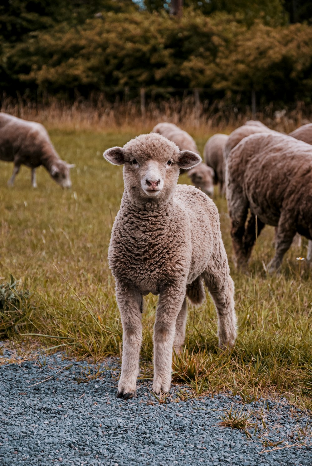 a herd of sheep grazing on a lush green field