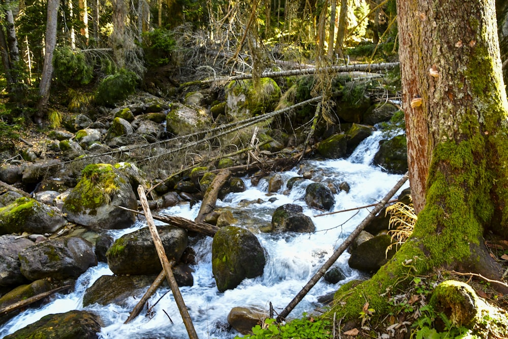 a stream running through a lush green forest