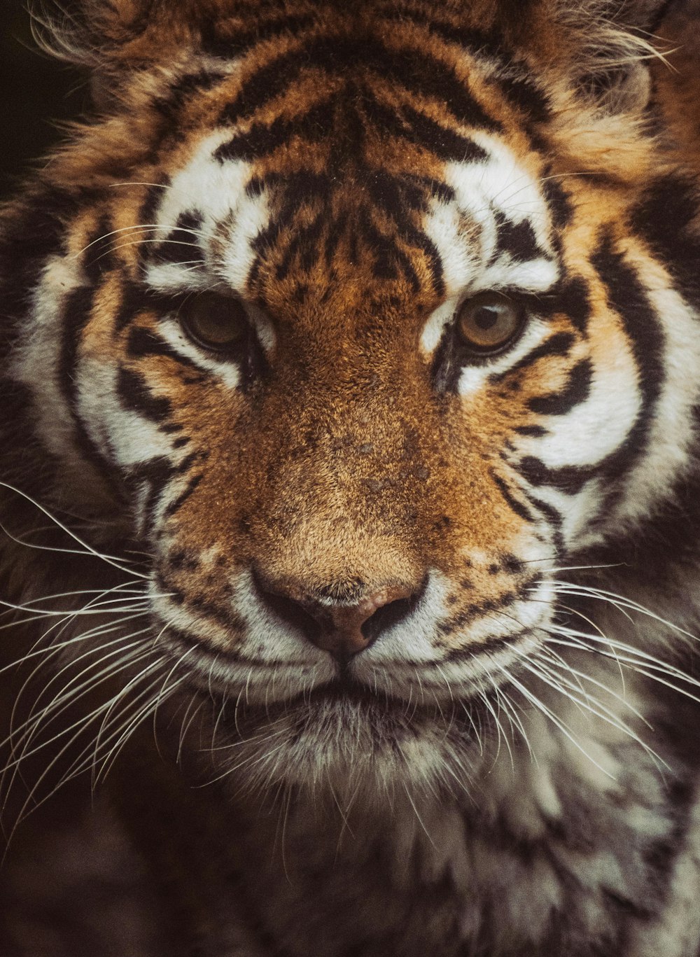 um close up do rosto de um tigre com um fundo desfocado