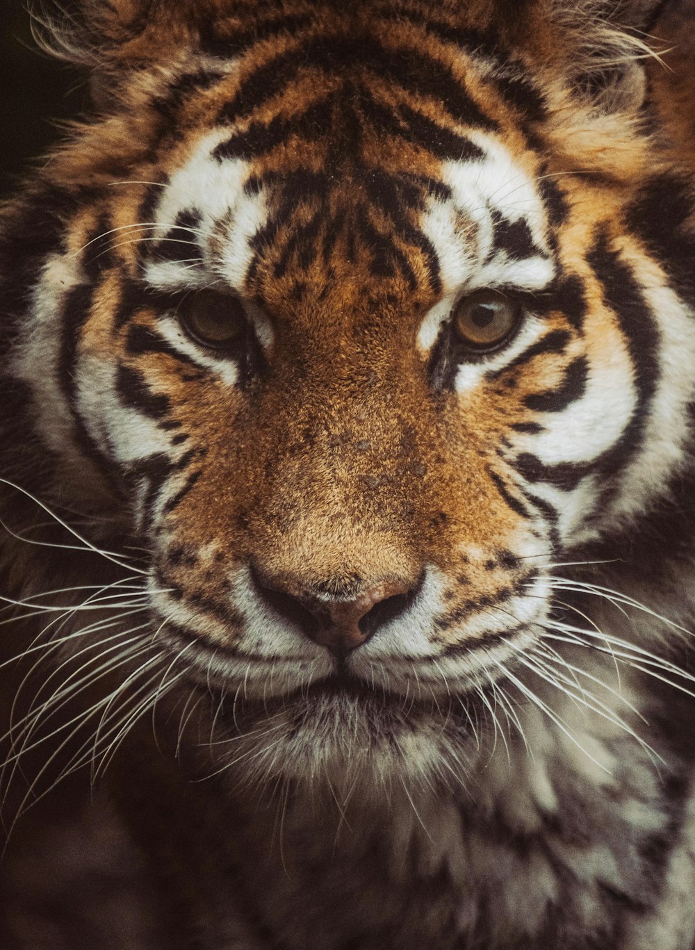 Eine Nahaufnahme des Gesichts eines Tigers mit verschwommenem Hintergrund
