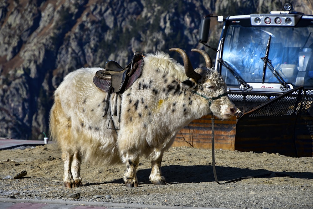 a horned animal with a saddle on its back