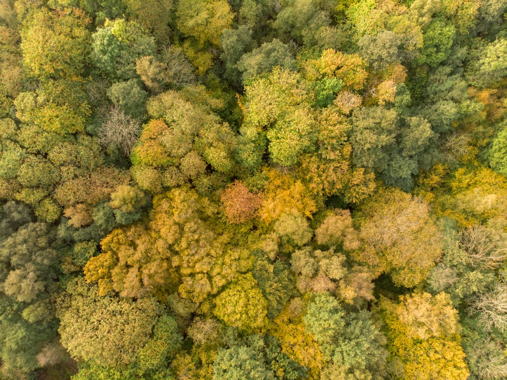 an aerial view of a forest with lots of trees